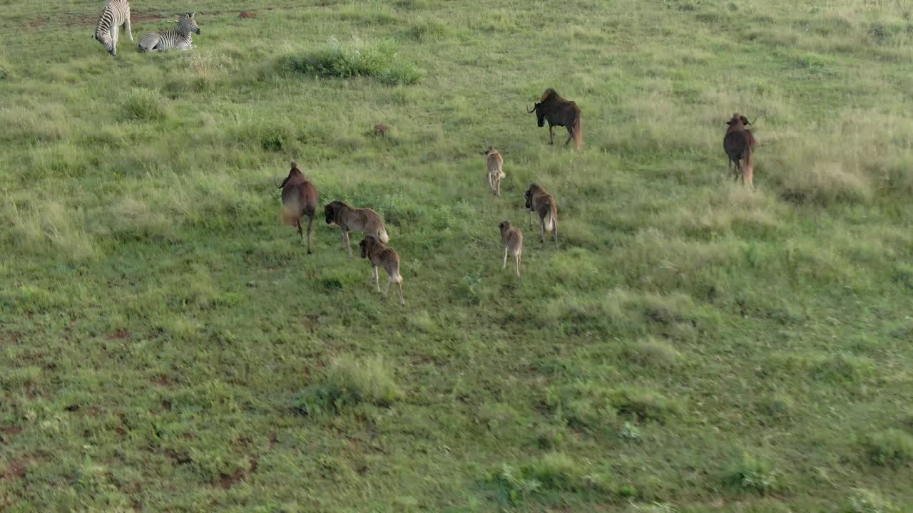 야생에서 여름 잔디 사바나에 누우 아기의 드론 공중 영상