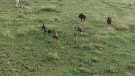 Drone-aerial-footage-of-Wildebeest-babies-on-summer-grass-savannah-in-the-wild
