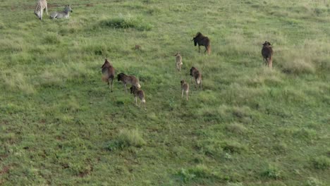 imágenes aéreas de drones de bebés ñus en la sabana de hierba de verano en la naturaleza