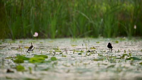 jacana couple on aquatic plants in pond