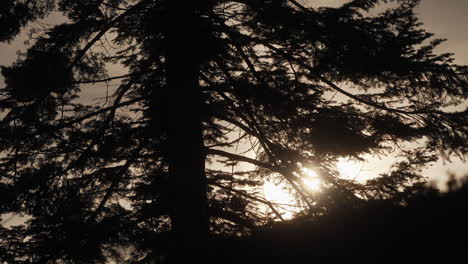 large fir tree in the evening sun