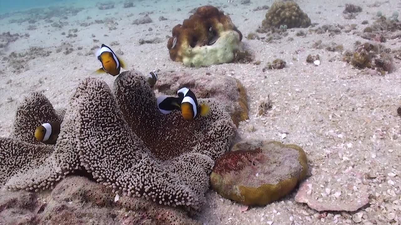 새들백 말미잘 2