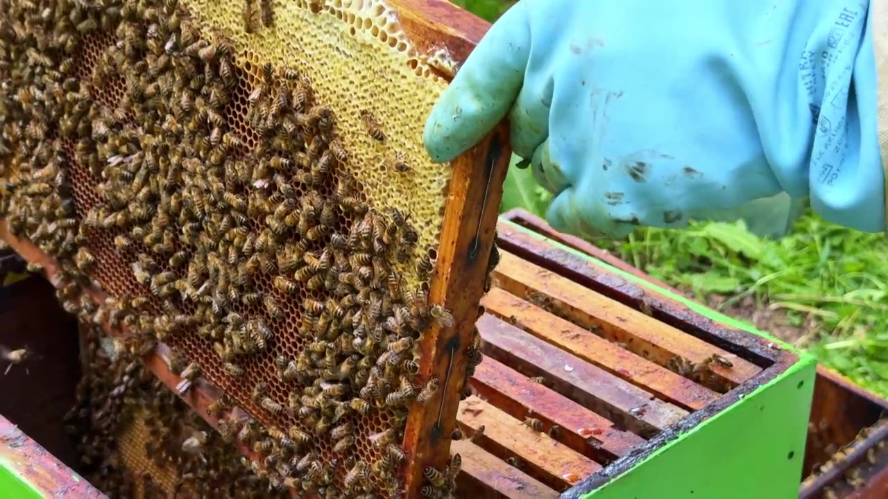 Colonia di api mellifere occidentali Apis mellifera su favo di covata mentre l'apicoltore inserisce un telaino nell'arnia durante l'ispezione primaverile con alimentazione a soluzione zuccherina che induce un comportamento di pulizia, primo piano statico