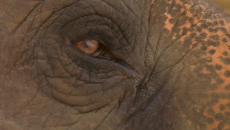 beautiful close up of the blinking eye of an asian elephant