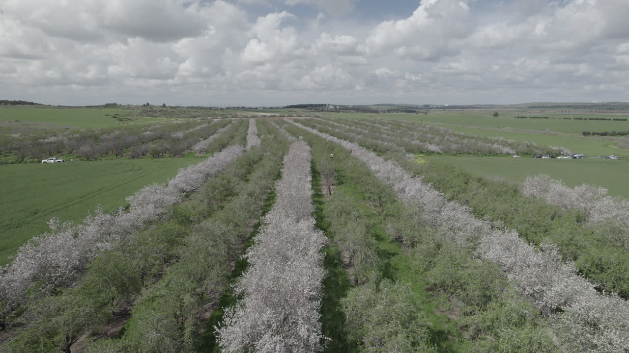 봄 에 꽃 이 피는 과수원 의 공중 사진
