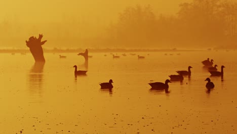 Golden-morning-sunrise-scene-on-calm-misty-river-with-silhouettes-of-geese