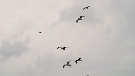 Las-Gaviotas-Se-Elevan-Flotando-Soñadoramente-En-Bandada-Contra-El-Cielo-De-Tonos-Suaves-Y-Rosados-Del-Atardecer