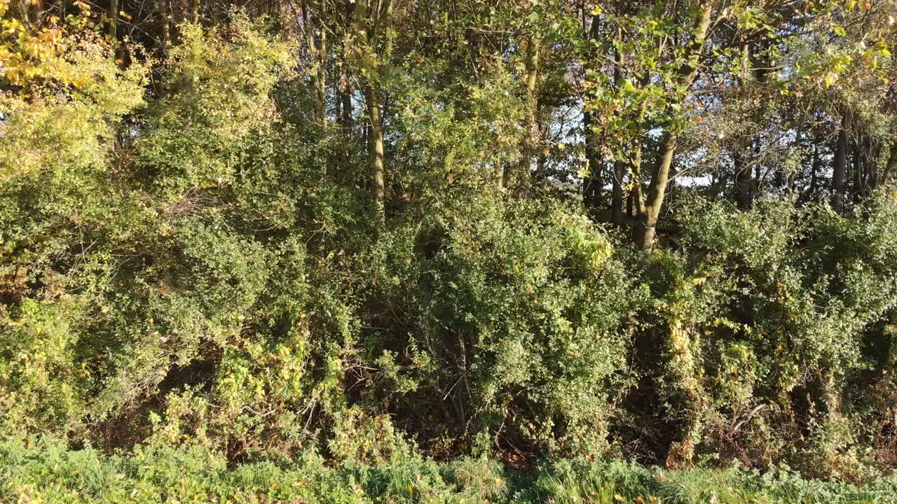 diapositiva de la cámara a lo largo de una pila de leña con árboles en el fondo