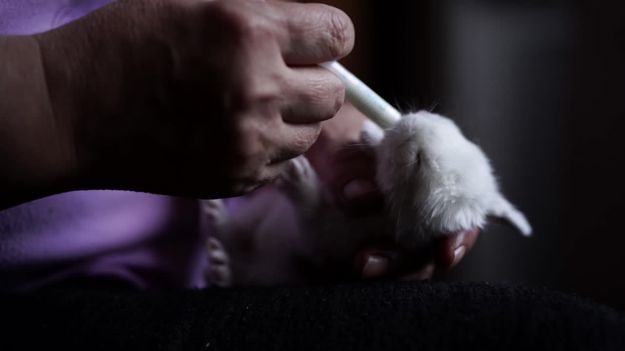 어머니 없는 아기 토끼에게 우유를 먹이는 돌보는 백인 여성