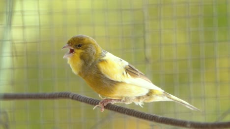 chirping atlantic canary bird sing, singing, serinus canaria , canaries, island canary, canary, or common canaries birds perched on an electric wire