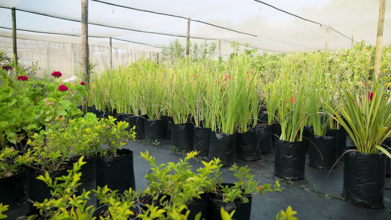 Thriving green plants under protective netting in nursery, showcasing vibrant growth, in greenhouse