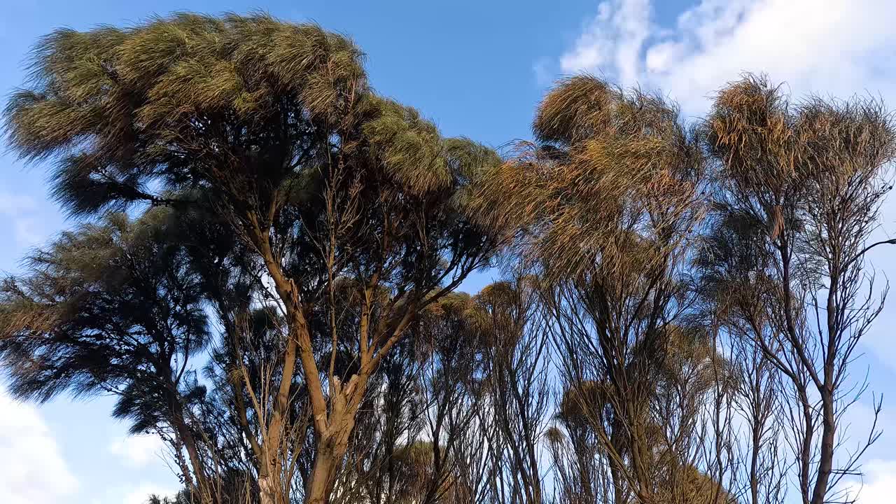 árboles moviéndose en el viento bajo el cielo azul