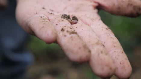 a farmer shows a worm from the ground that is good for his plantation of coffee beans his hand is dirty and full of sand in farmlands of colombia slowmotion