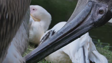 pájaro pelícano gris con pico limpia plumas