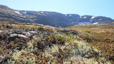 Arctic-Tundra-lichen-moss-close-up.-Found-primarily-in-areas-of-Arctic-Tundra,-alpine-tundra,-it-is-extremely-cold-hardy.-Cladonia-rangiferina,-also-known-as-reindeer-cup-lichen.