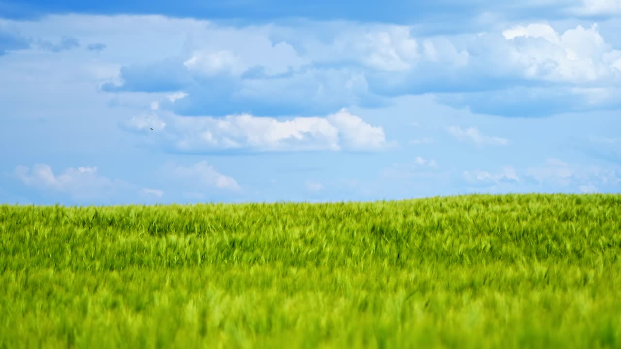 Field in summer. Panoramic view of green nature under blue sky. Agricultural land with growing plants in sunny daytime.