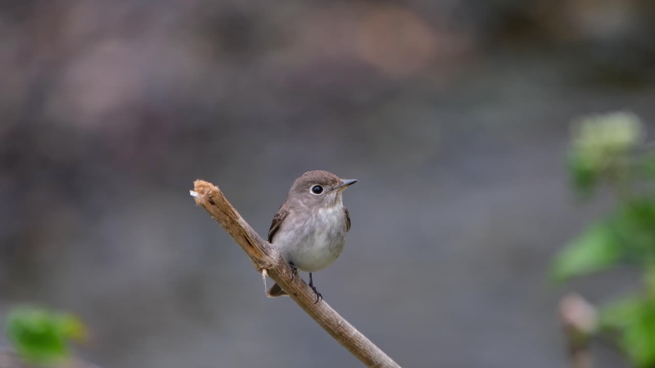 papamoscas marrón asiático, muscicapa dauurica, parque nacional khao yai, tailandia, visto mirando hacia la derecha mientras mira alrededor del arroyo