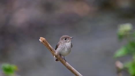 seen facing to the right as it looks around the creek, asian brown flycatcher, muscicapa dauurica, khao yai national park, thailand