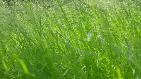 lush green foliage swaying gently in vibrant meadow