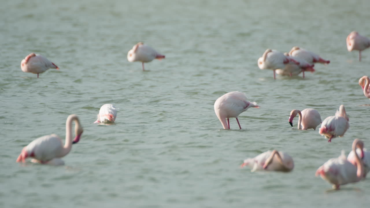 flamingos in shallow delta water in winter