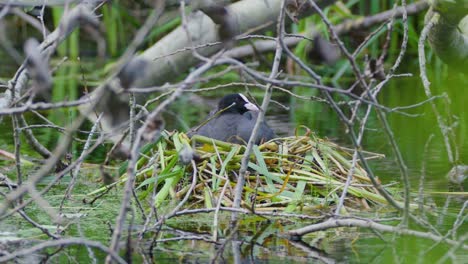 Eurasian-Coot--Nesting-in-Wetland-Brood-Platform-STATIC