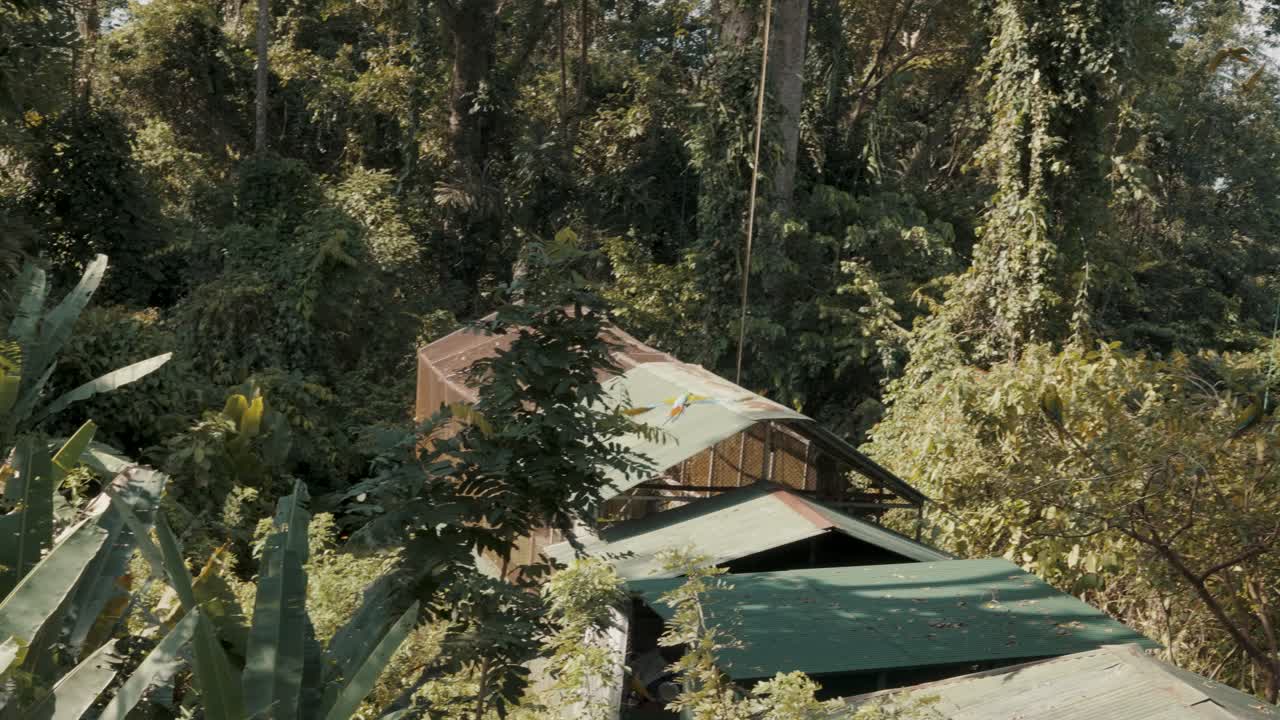 cámara lenta de loro guacamayo azul y amarillo volando sobre el edificio