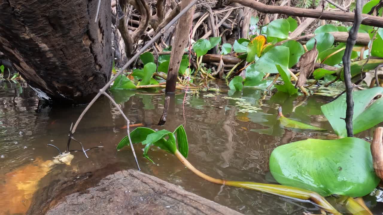 거대 오터 는 둥지 입구 에 숨겨진 카메라 를 가지고 있다 - 이 큰 동물 의 특별한 모습