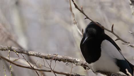 el pájaro magpie corvid escanea el entorno desde una percha en una rama de árbol de primavera