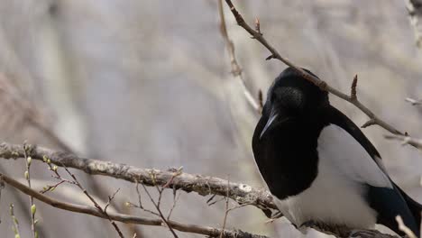 magpie corvid bird scans environment from perch on spring tree branch