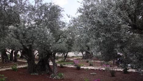 Olivos-En-El-Jardín-De-Getsemaní,-Jerusalén,-Israel