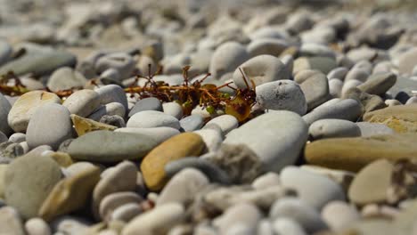 Große-Wespe,-Die-Faule-Trauben-Frisst,-Die-Am-Kiesstrand-Zurückgelassen-Wurden,-Und-Vor-Dem-Angriff-Anderer-Abreist