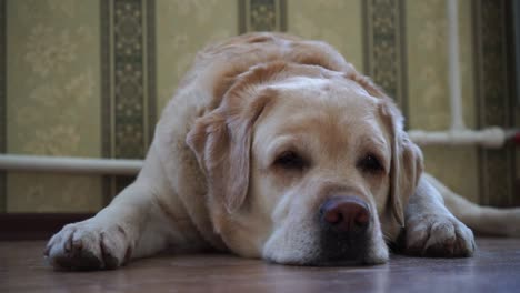 dog of labrador breed lying on the floor low vantage point