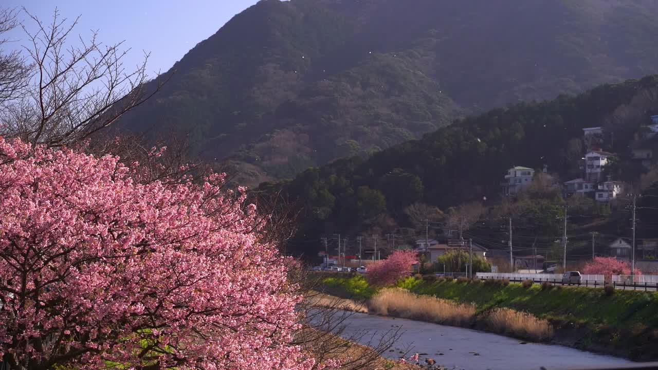 Vento che solleva bellissimi petali rosa di fiori di ciliegio Sakura contro il letto del fiume