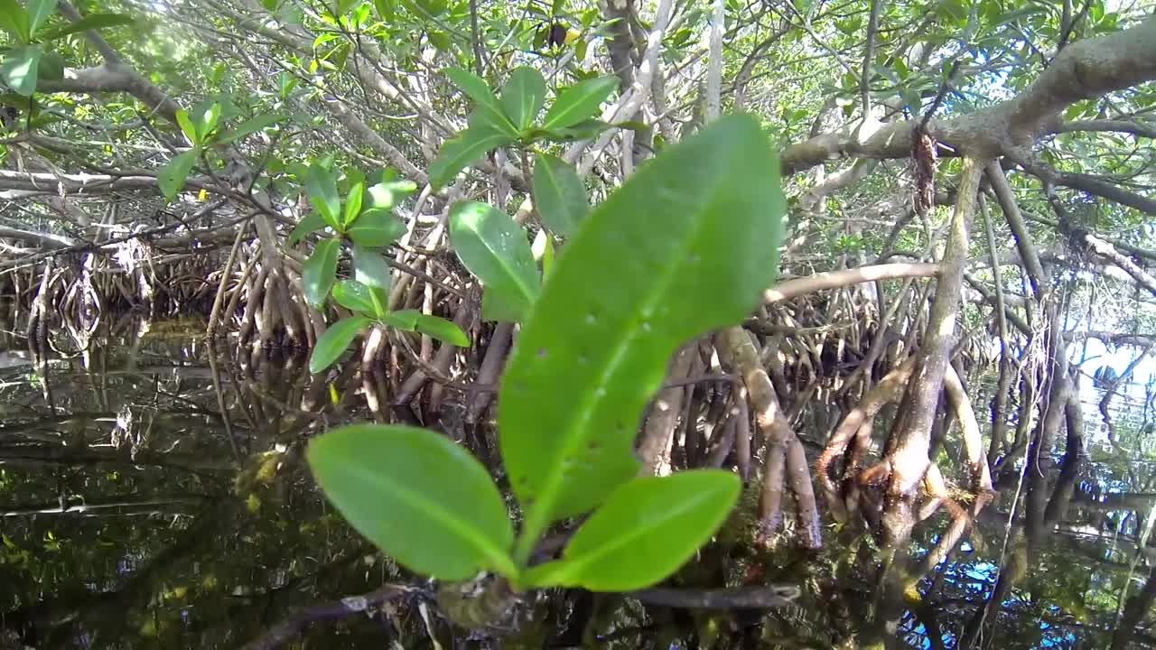 камера погружается под воду в мангровом лесу