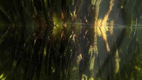 la cámara se sumerge bajo el agua en un bosque de manglares