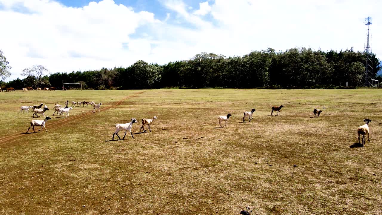 드론 뷰 - 아프리카 숲 - 아프리카 부시 화재
