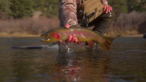 fisherman lifts colorful cutthroat trout with red gills from fishing river