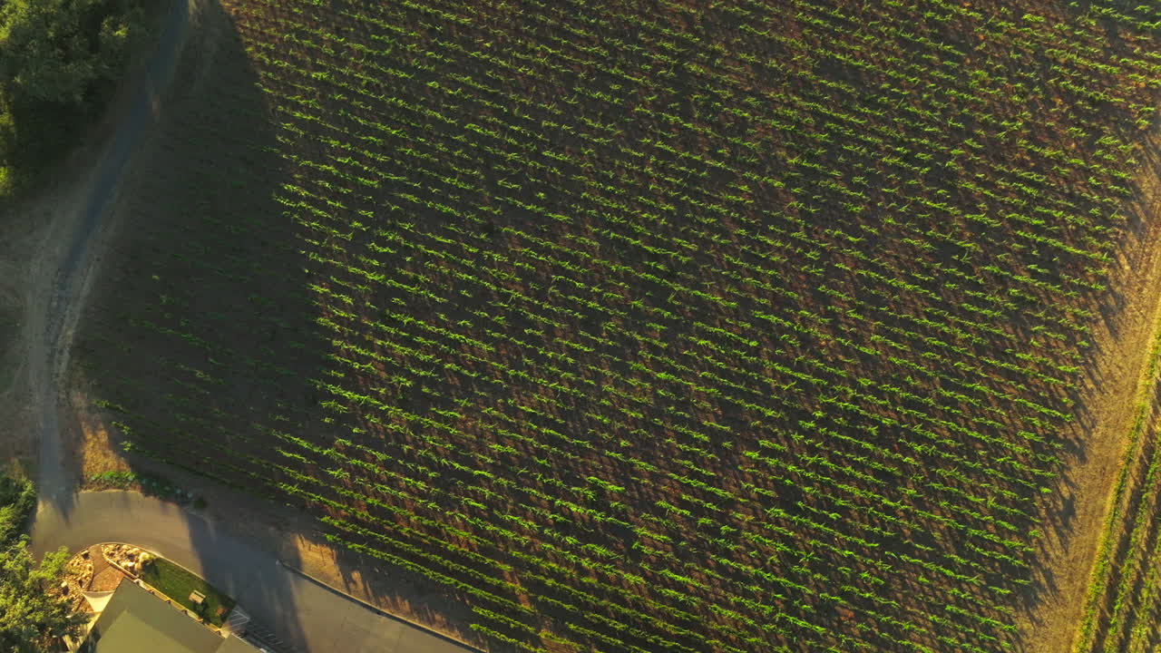 Descending over the vine planted in rows. Green vineyard from aerial perspective on sunny day.