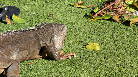 a large iguana relaxes on a patch of green grass, enjoying the warm sun