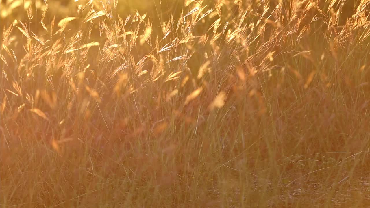 En gruppe vilde, gyldent glødende græsser, der vugger i en mild brise, baggrundsbelyst af solnedgangen, hvilket giver græsset en robust orange og gul glød.
