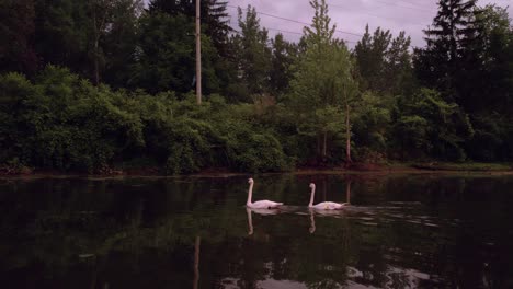 Un-Par-De-Cisnes-Nadan-A-Través-Del-Estanque-Al-Atardecer,-Toma-Panorámica-Cinematográfica-Con-Cielos-Rosados-Y-Nublados