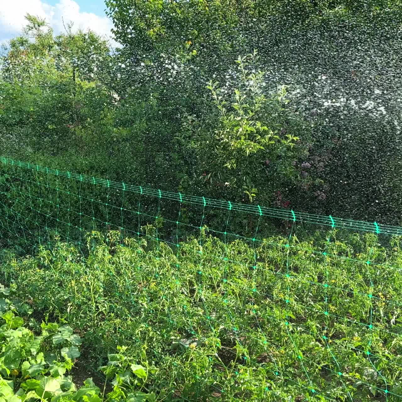 Gli ortaggi che crescono nel frutteto vengono annaffiati con il tubo. Calda giornata di sole nella fattoria