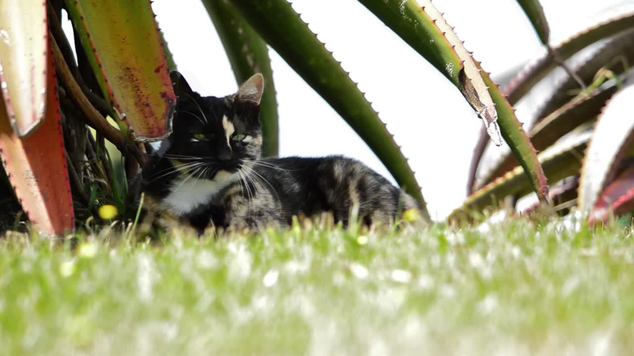 una gata con caparazón de tortuga salta desde debajo de un árbol de aloe para atacar a la cámara