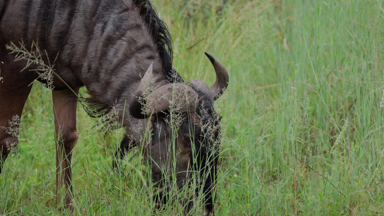 Wildebeest Grazing in Grassy Plains