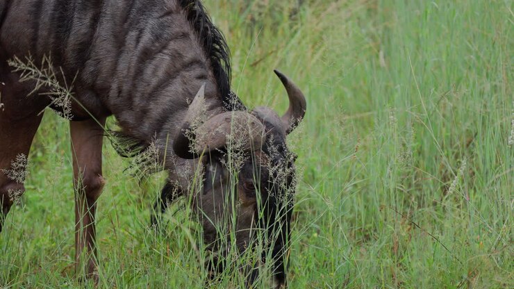 Gnu al pascolo nelle pianure erbose
