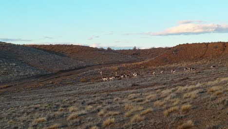 Pronghorn antelope herd gracefully moves through the arid desert landscape, aerial ascend reveal as they graze