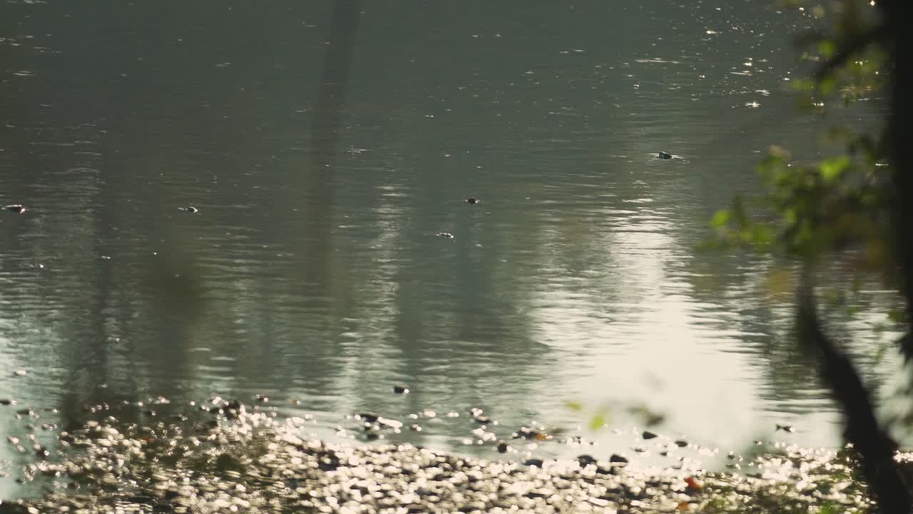 아침에 강 표면에서 춤추는 벌레들