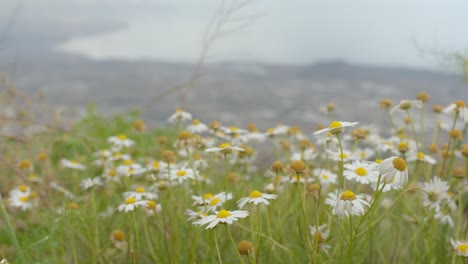 Una-Toma-Cinematográfica-Lenta-Sobre-Un-Campo-De-Margaritas-Con-El-Mar-De-Fondo