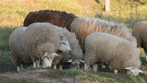 group of woolly sheep grazing freely on farm