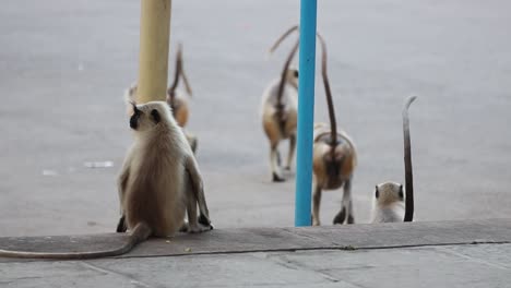 El-Langur-Gris-(semnopithecus),-También-Llamado-Langur-Hanuman,-Es-Un-Género-De-Monos-Del-Viejo-Mundo.-Habita-En-Bosques,-Hábitats-Abiertos-Ligeramente-Boscosos-Y-áreas-Urbanas-En-El-Subcontinente-Indio.